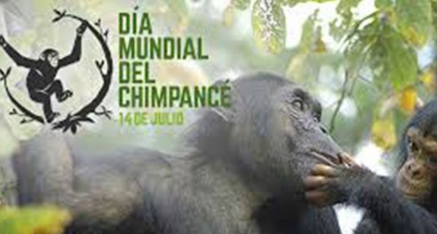 D&iacute;a Mundial del Chimpanc&eacute;