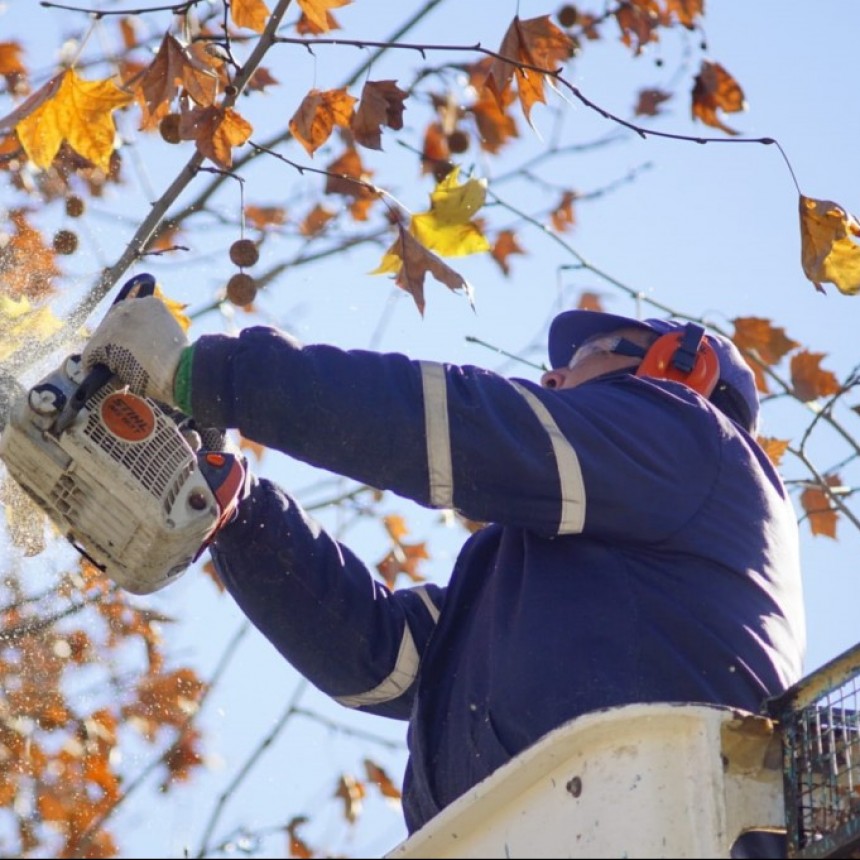 La Municipalidad realiza trabajos de poda