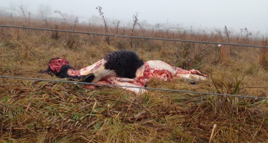 Faenaron un animal vacuno