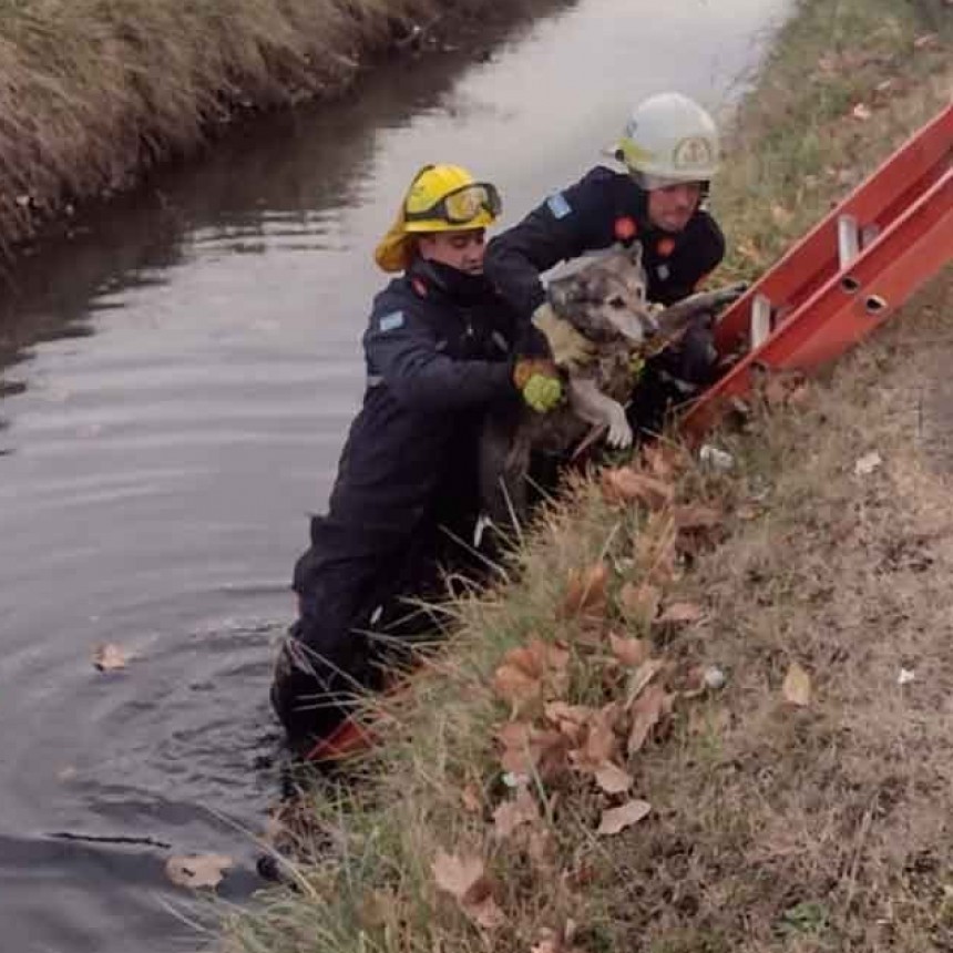 Bomberos rescataron un perro que había caído en el canal de desagüe paralelo a las Vías del Ferrocarril