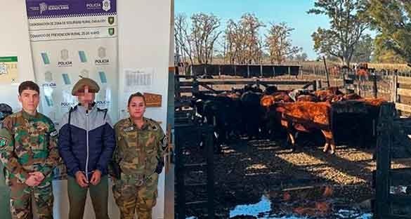 Informe Oficial SUB DDI Bolívar: Causa Abigeato, detuvieron a un bolivarense al cual se le imputa el robo de 25 terneros de invernada