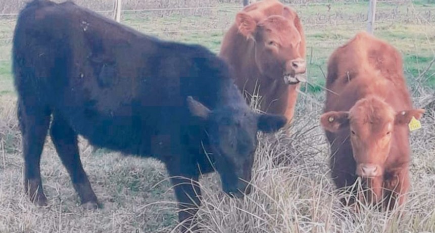 Recuperaron tres animales denunciados como robados en un campo del Cuartel VIII