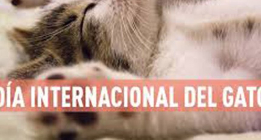 D&iacute;a Internacional del Gato