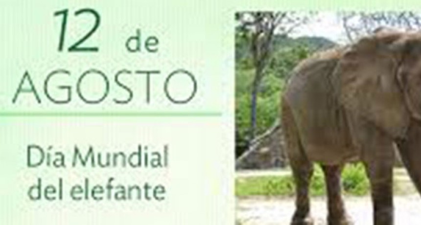 D&iacute;a Mundial del Elefante