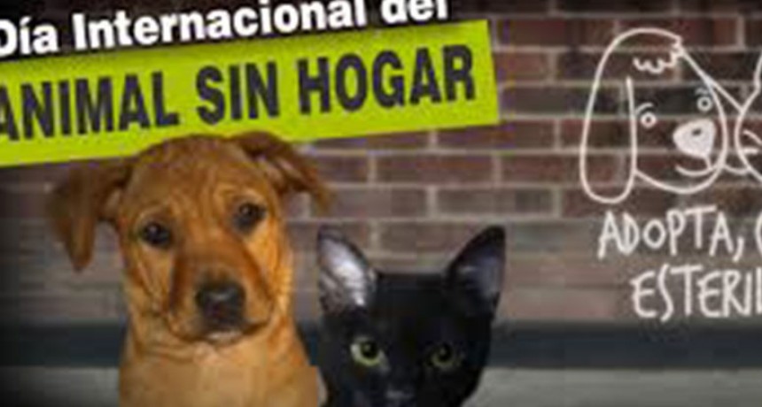 D&iacute;a Internacional del Animal sin Hogar
