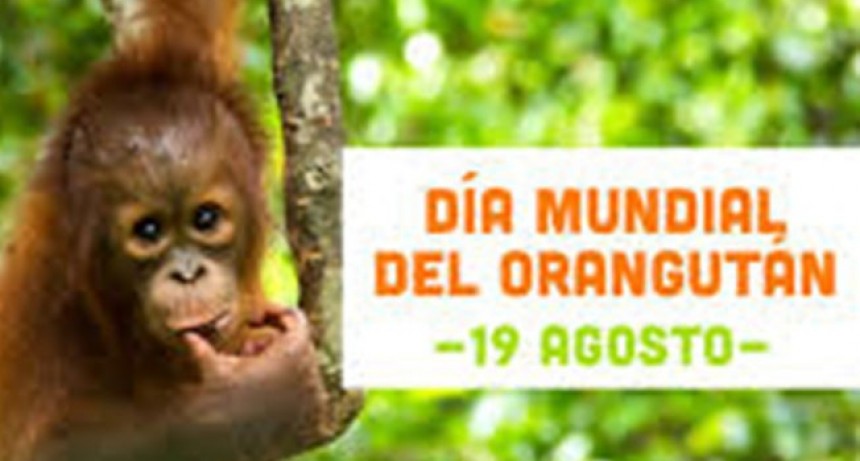 D&iacute;a Mundial del Orangut&aacute;n