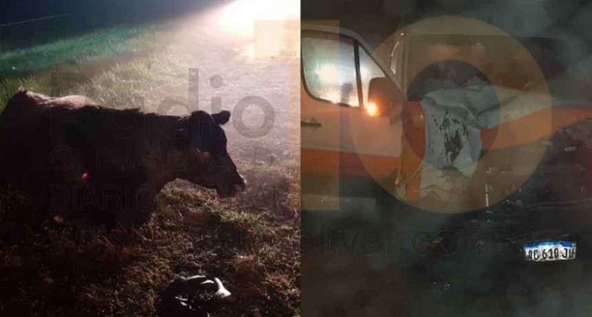 Un utilitario impact&oacute; con un vacuno en Ruta 205