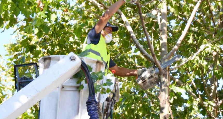 La Direcci&oacute;n de Paisajes y Paseos P&uacute;blicos realizar&aacute; trabajos de poda en la Calle Tehuelches