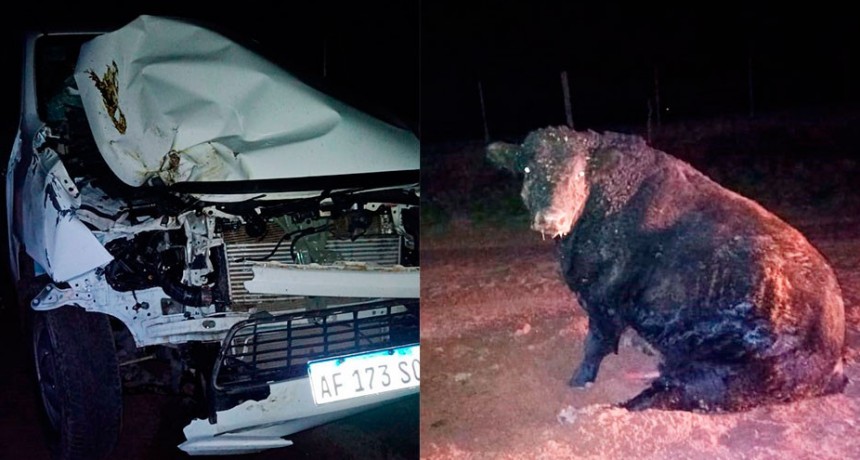 Un conductor embistió un toro Aberdeen Angus de importante tamaño, en el camino a “El Veterano”