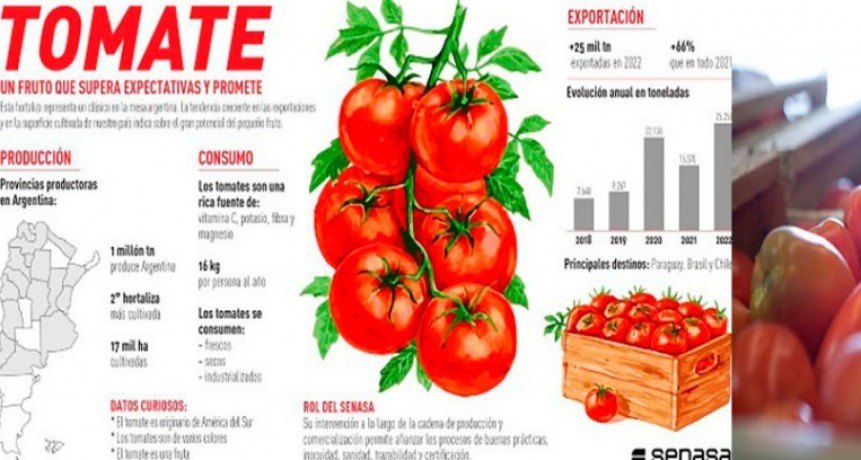 Tomate: un fruto que supera las expectativas y promete un sostenido crecimiento