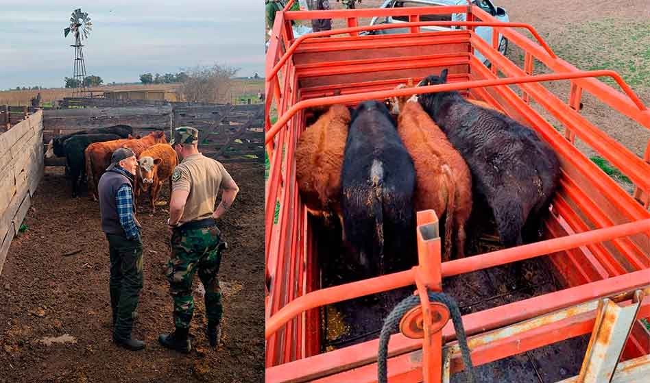 Informe Patrulla Rural: Secuestraron 6 animales que habían sido denunciado como faltantes