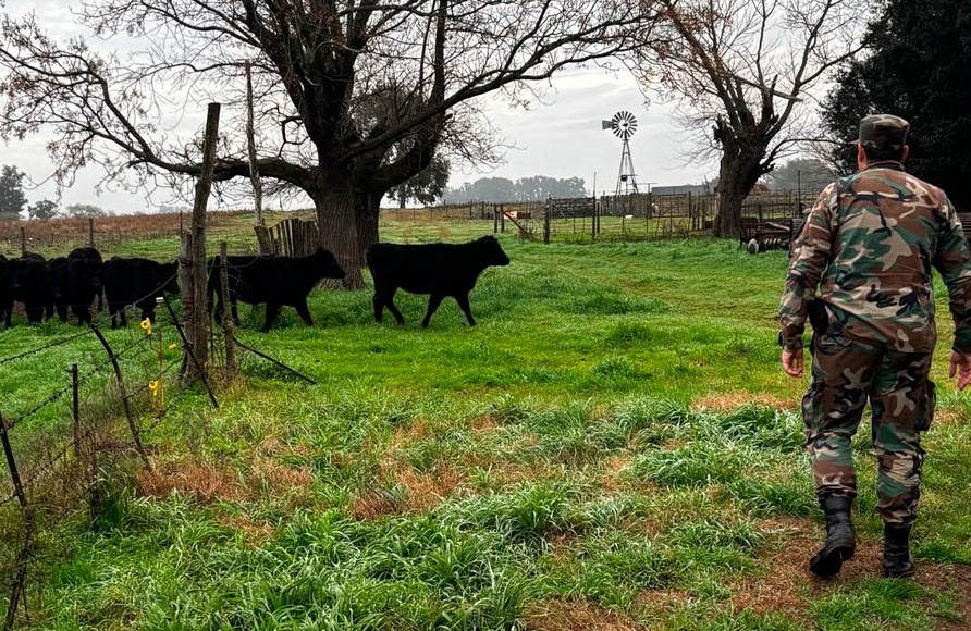 Comando de Prevenci&oacute;n Rural Bol&iacute;var: un productor agropecuario denunci&oacute; el faltante de 15 animales vacunos, que posteriormente fueron hallados en un camino rural
