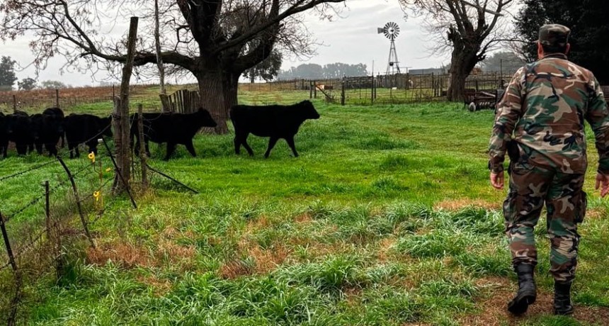Comando de Prevenci&oacute;n Rural Bol&iacute;var: un productor agropecuario denunci&oacute; el faltante de 15 animales vacunos, que posteriormente fueron hallados en un camino rural cercano al predio