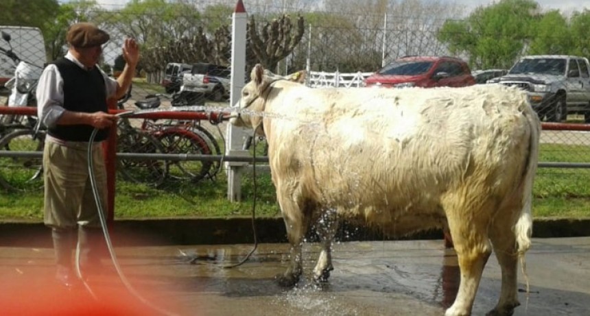 Caba&ntilde;a Tres Hojas present&oacute; los mejores Shorthorn en la Expo Rural 2018