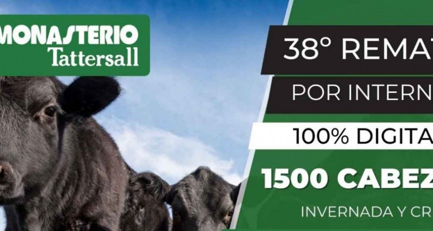 Buenos precios para la invernada y cr&iacute;a en el remate digital de Monasterio Tattersall