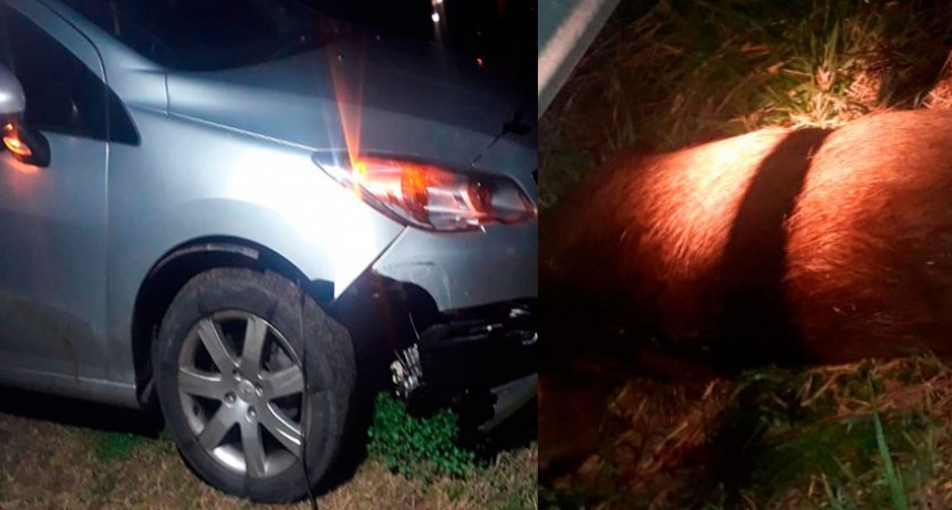 Ruta 226: Una familia de Bolívar impactó con su auto contra un carpincho