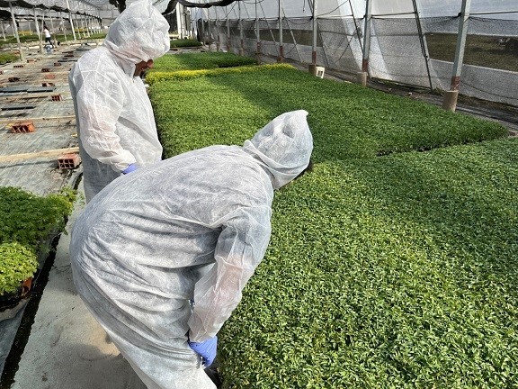 SENASA informa: Acciones de fiscalización en plantineras para prevenir el Virus Rugoso del Tomate