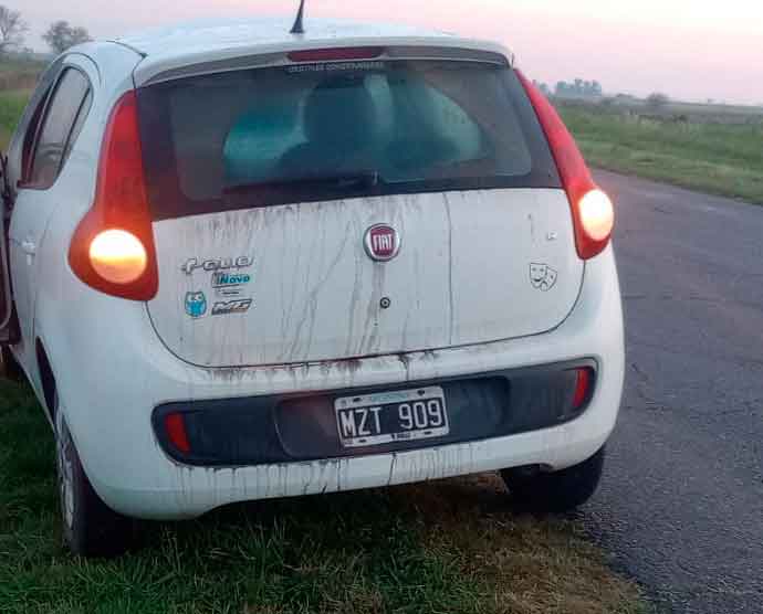 lice