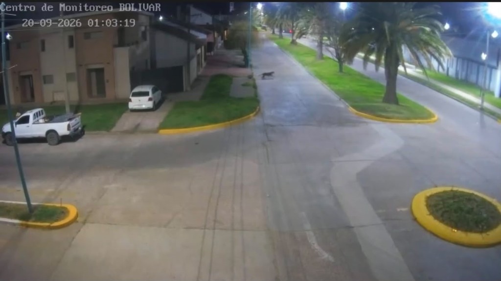 Confirmado: detectaron un Puma en la ciudad, la C&aacute;mara del Centro de Monitoreo Municipal, en la zona de la Escuela T&eacute;cnica y Estadio Municipal