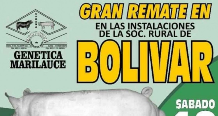 Gran remate de reproductores porcinos de Gen&eacute;tica Marilauce