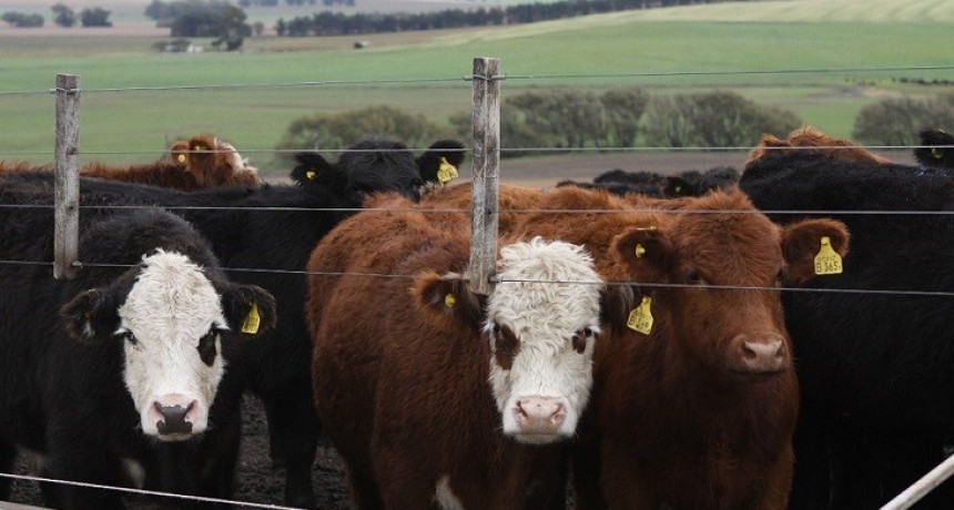 Nuevo tablero digital sobre movimientos de establecimientos de engorde a corral