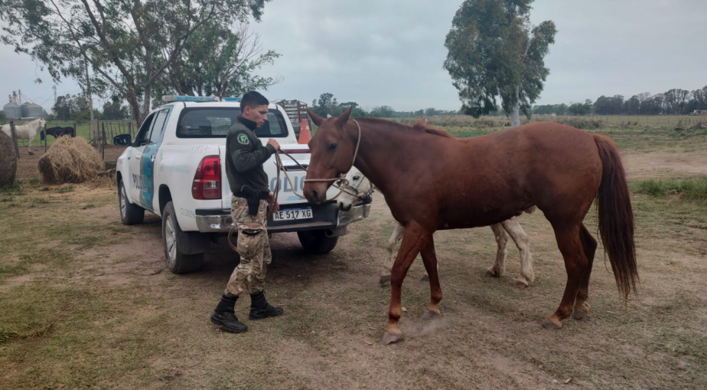 Por animales sueltos en la Vía Pública: Nuevo operativo de actuación y secuestro de equinos 