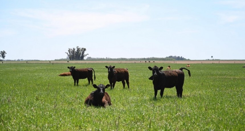 Fiebre aftosa: Medidas excepcionales para la 2° campaña de vacunación por contingencias climáticas