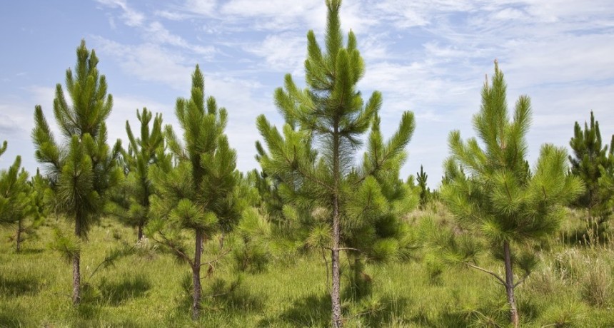 Acciones de prevención para evitar el ingreso de Sirex obesus que afecta a los pinos