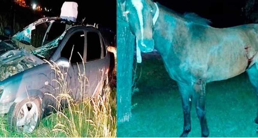 Un veh&iacute;culo impact&oacute; contra un equino  y dos personas resultaron heridas
