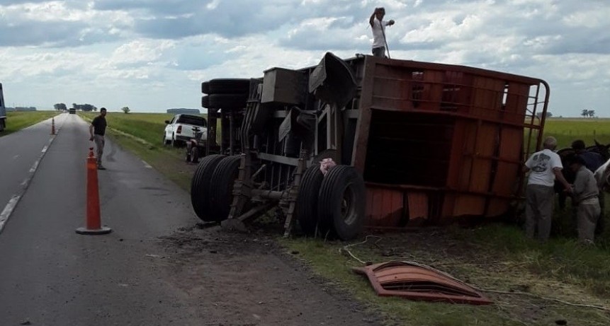 Ruta 226: un camionero volc&oacute; un acoplado y murieron 20 animales que transportaba