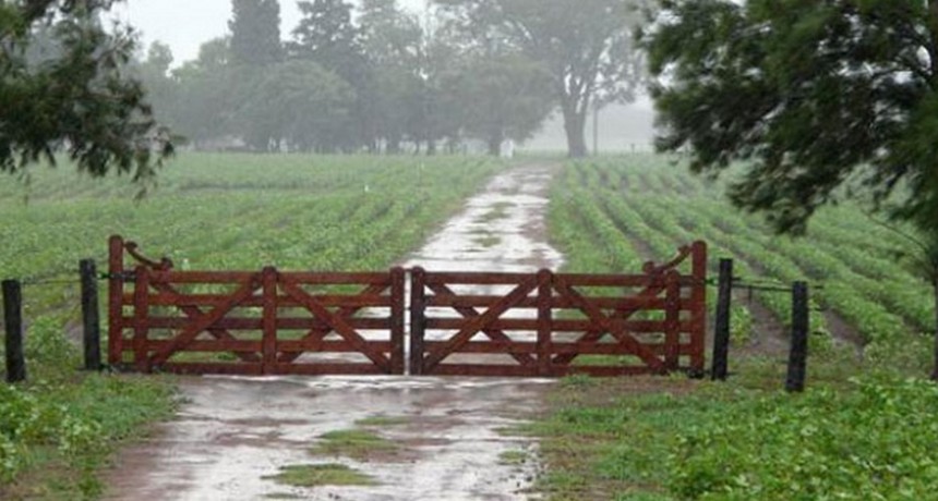 Lluvias en el momento justo en el partido de Bolívar