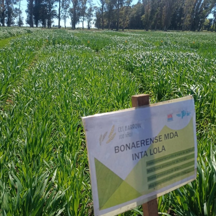 El Ministerio de Desarrollo Agrario inscribió dos nuevas variedades de avena en el INASE