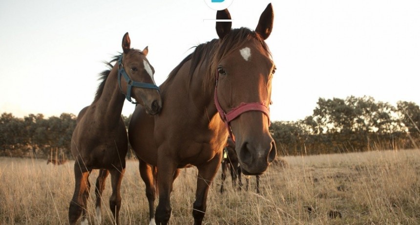 Medidas sanitarias de contención y control ante brotes de Encefalomielitis Equinas