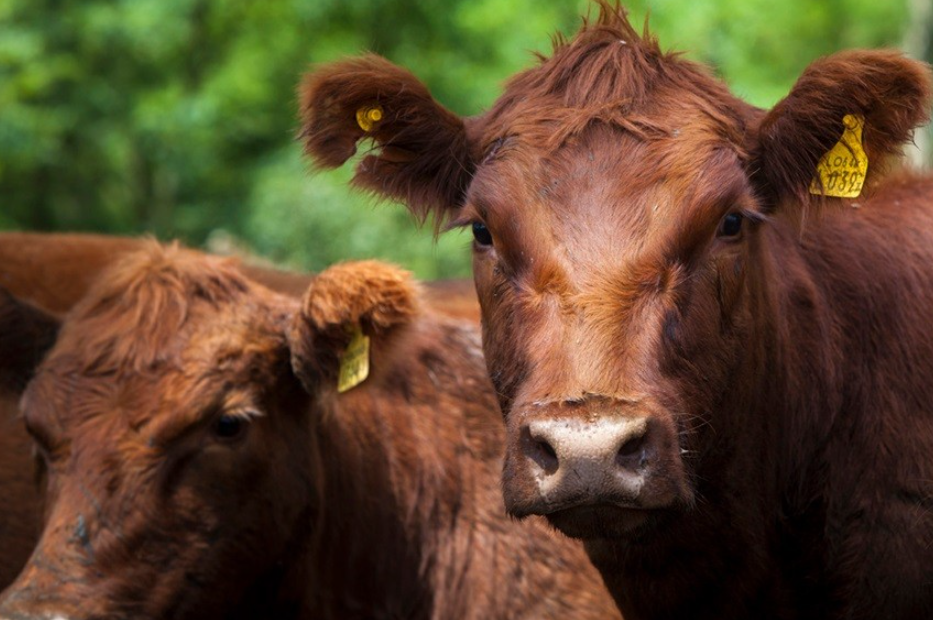 Recomendaciones para evitar el estrés térmico en los animales durante la época estival