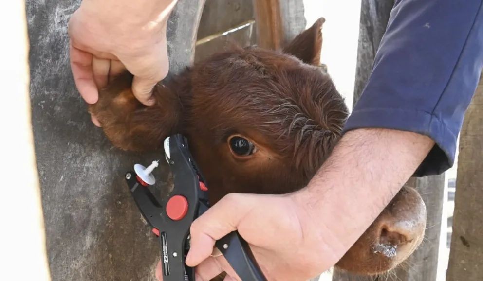Capacitación sobre identificación electrónica y nuevas herramientas para el rodeo