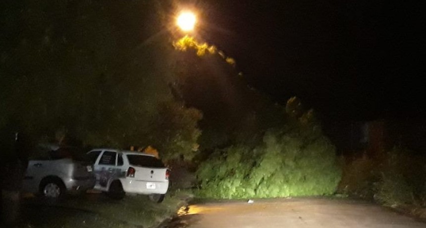 Saldo de la tormenta: Da&ntilde;os en arboles y palmeras de las avenidas