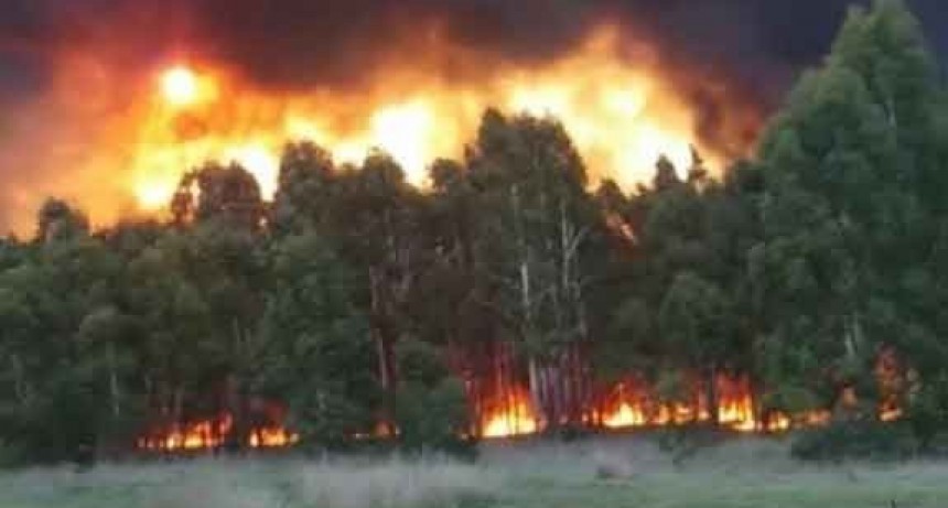 Bomberos de Rivera, Maza y Carhu&eacute; colaboraron en un incendio de gran magnitud