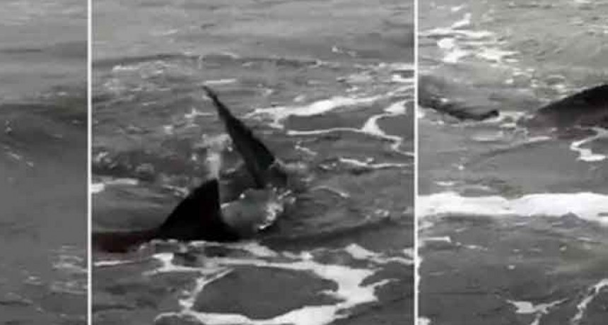 Temor en Monte Hermoso por la aparici&oacute;n de tiburones en la orilla
