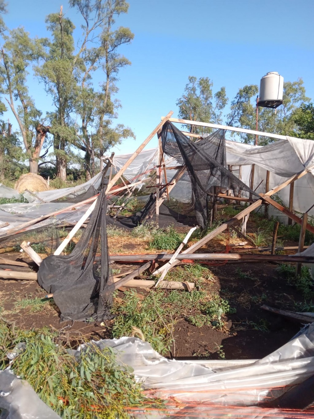 Cultivos Donkito sufrió las consecuencias de la tormenta