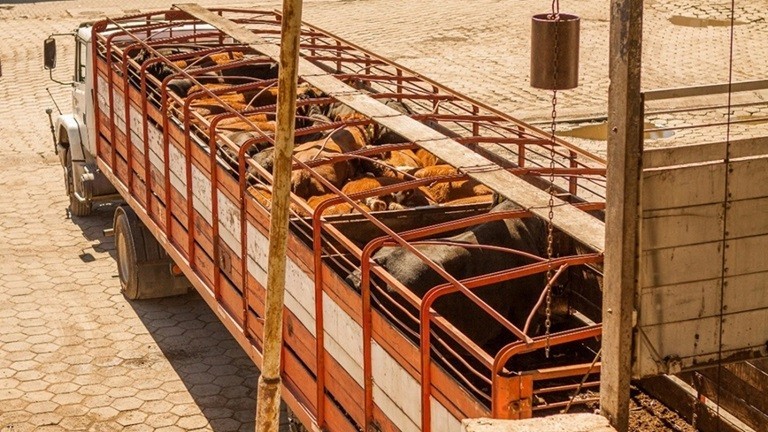 Sanidad Animal: Cómo prevenir del estrés térmico en vehículos de transporte de animales