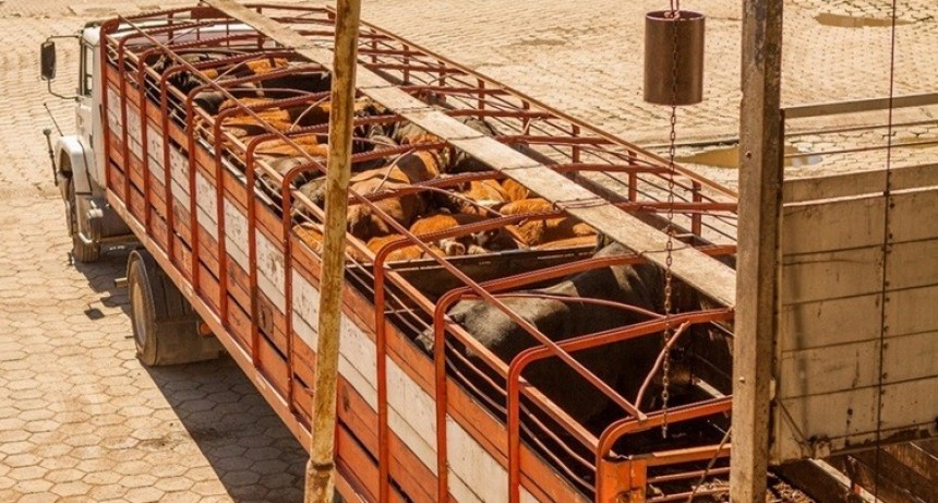 Sanidad Animal: Cómo prevenir del estrés térmico en vehículos de transporte de animales