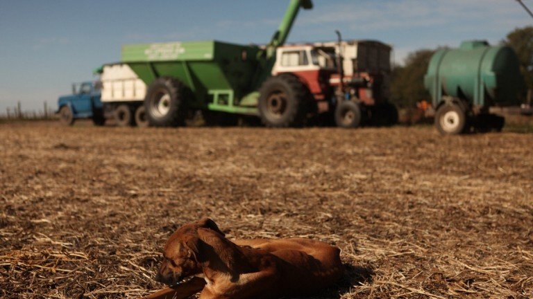 Medidas sanitarias para prevenir la hidatidosis en producciones pecuarias